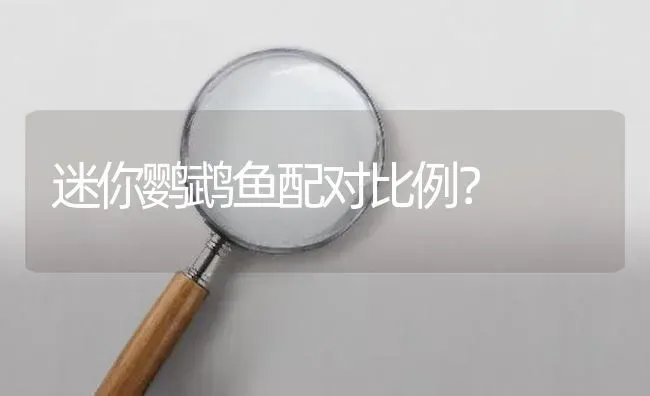 迷你鹦鹉鱼配对比例？ | 鱼类宠物饲养