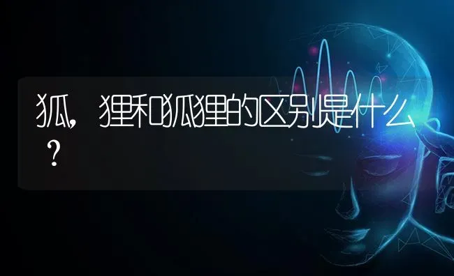 狐，狸和狐狸的区别是什么？ | 动物养殖问答