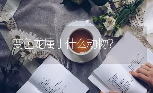 变色龙属于什么动物？ | 动物养殖问答