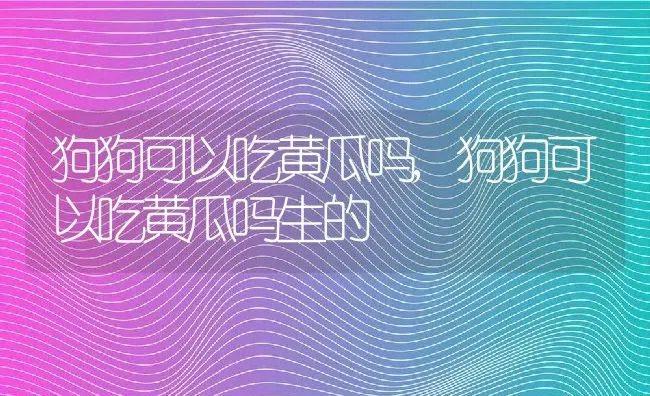 狗狗可以吃黄瓜吗,狗狗可以吃黄瓜吗生的 | 宠物百科知识