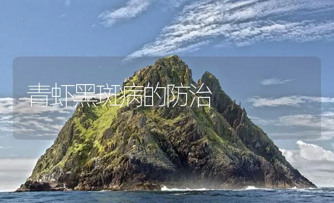 青虾黑斑病的防治 | 海水养殖技术