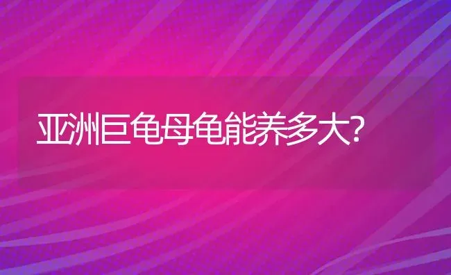 亚洲巨龟母龟能养多大？ | 动物养殖问答