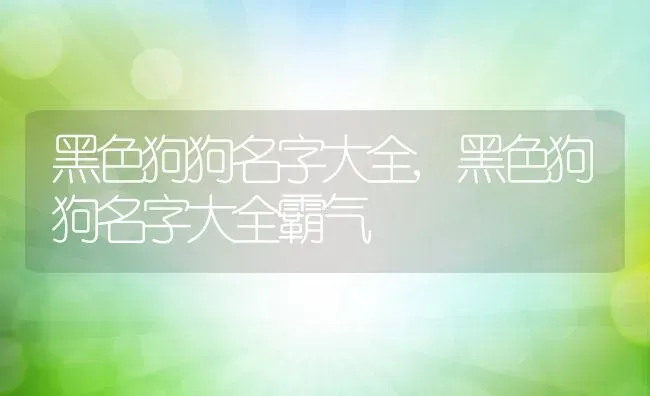 黑色狗狗名字大全,黑色狗狗名字大全霸气 | 宠物百科知识