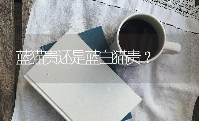 蓝猫贵还是蓝白猫贵？ | 动物养殖问答