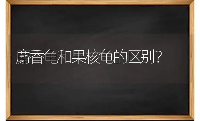 麝香龟和果核龟的区别？ | 动物养殖问答