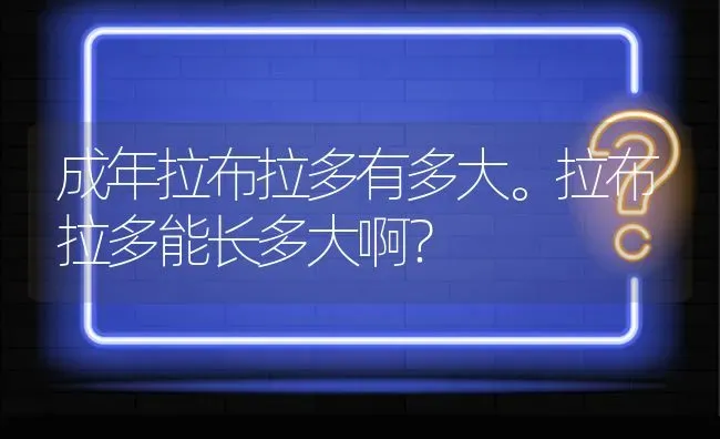 成年拉布拉多有多大。拉布拉多能长多大啊？ | 动物养殖问答