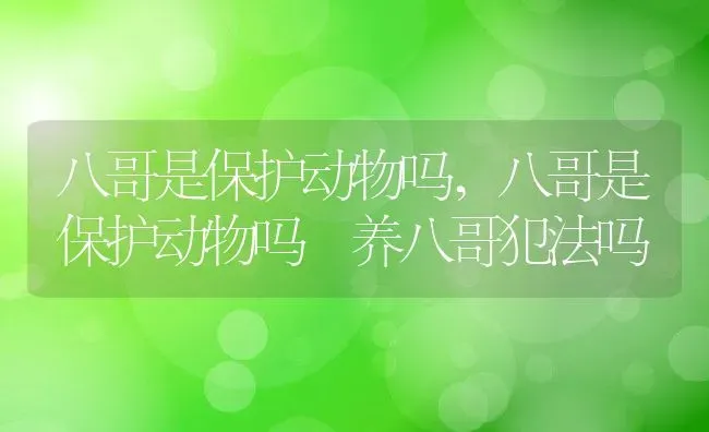 八哥是保护动物吗,八哥是保护动物吗 养八哥犯法吗 | 宠物百科知识