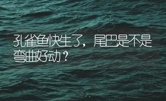 孔雀鱼快生了，尾巴是不是弯曲好动？ | 鱼类宠物饲养