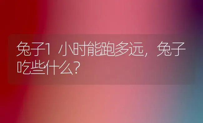 兔子1小时能跑多远，兔子吃些什么？ | 动物养殖问答