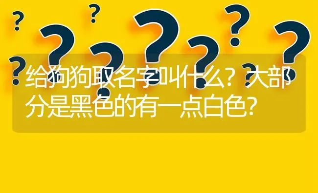 给狗狗取名字叫什么？大部分是黑色的有一点白色？ | 动物养殖问答