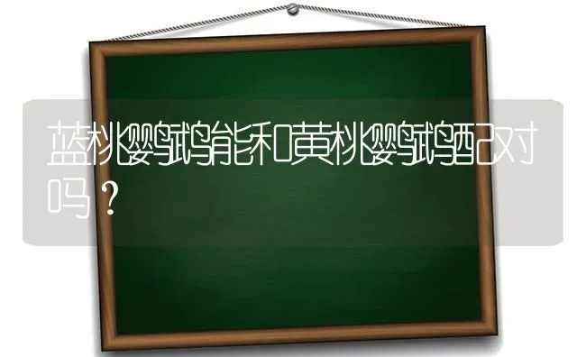 蓝桃鹦鹉能和黄桃鹦鹉配对吗？ | 动物养殖问答