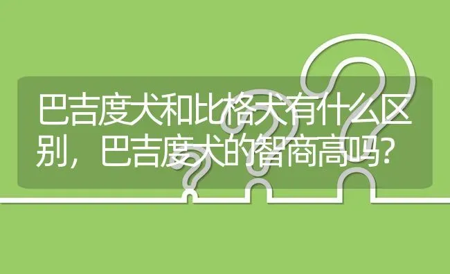 巴吉度犬和比格犬有什么区别，巴吉度犬的智商高吗？ | 动物养殖问答