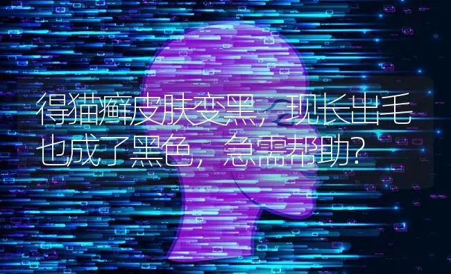 得猫癣皮肤变黑，现长出毛也成了黑色，急需帮助？ | 动物养殖问答