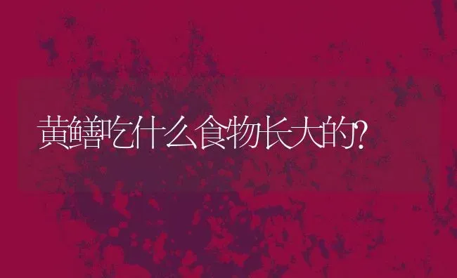 黄鳝吃什么食物长大的？ | 动物养殖百科