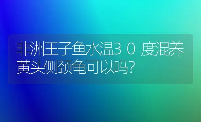 非洲王子鱼水温30度混养黄头侧颈龟可以吗？ | 动物养殖问答