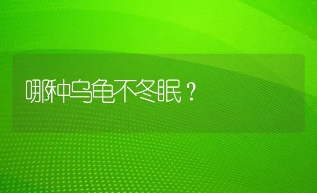 哪种乌龟不冬眠？ | 动物养殖问答