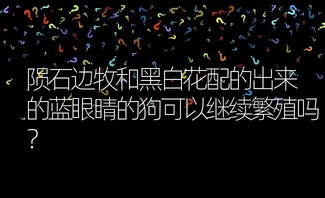 陨石边牧和黑白花配的出来的蓝眼睛的狗可以继续繁殖吗？ | 动物养殖问答