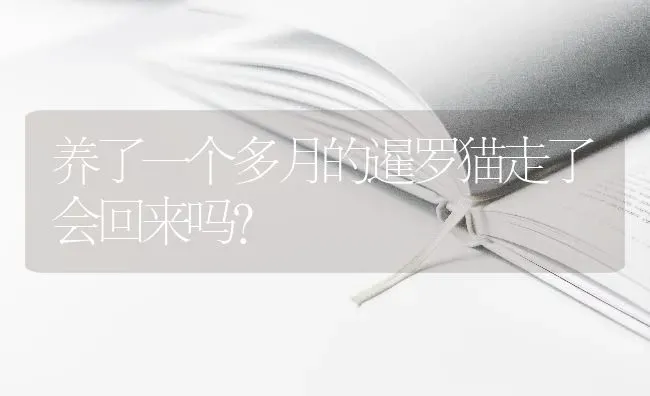 养了一个多月的暹罗猫走了会回来吗？ | 动物养殖问答