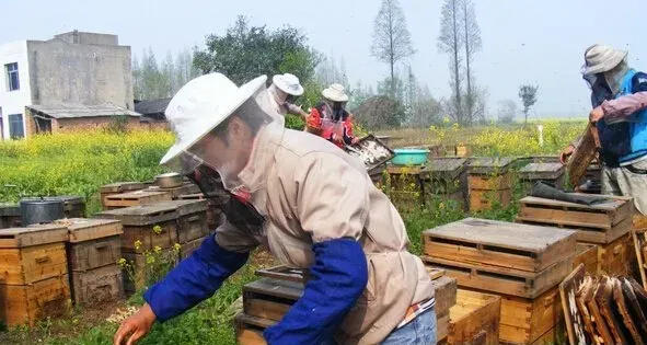 蜜蜂的药用价值和经济价值分析