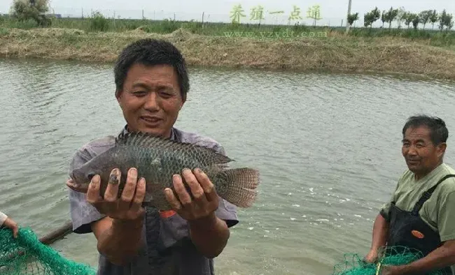 罗非鱼池塘养殖的技术九要点