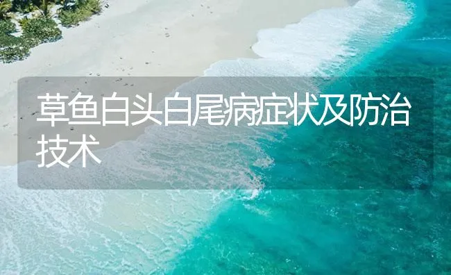 草鱼白头白尾病症状及防治技术 | 海水养殖技术