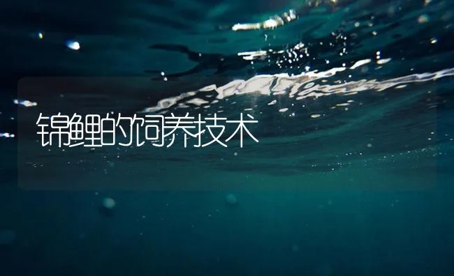 锦鲤的饲养技术 | 海水养殖技术