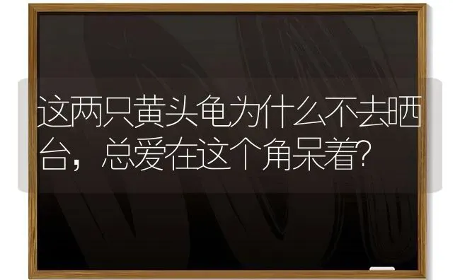 这两只黄头龟为什么不去晒台，总爱在这个角呆着？ | 动物养殖问答