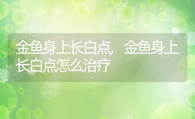 金鱼身上长白点,金鱼身上长白点怎么治疗 | 宠物百科知识