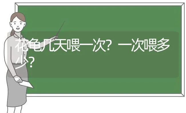 花龟几天喂一次？一次喂多少？ | 动物养殖问答