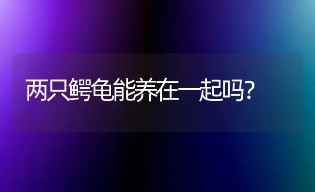 两只鳄龟能养在一起吗？ | 动物养殖问答