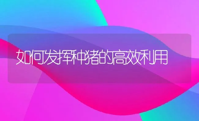 如何发挥种猪的高效利用 | 动物养殖学堂