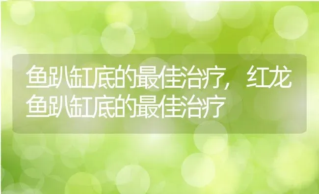 鱼趴缸底的最佳治疗,红龙鱼趴缸底的最佳治疗 | 宠物百科知识