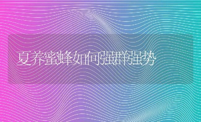 夏养蜜蜂如何强群强势 | 动物养殖学堂