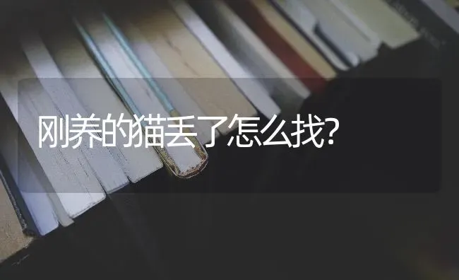 刚养的猫丢了怎么找？ | 动物养殖问答