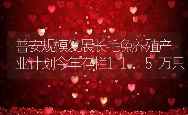 普安规模发展长毛兔养殖产业计划今年存栏11.5万只 | 动物养殖教程