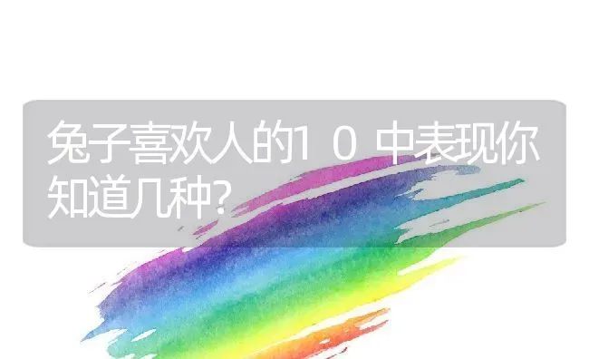 兔子喜欢人的10中表现你知道几种？ | 动物养殖百科