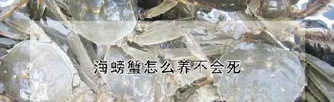 海螃蟹怎么养不会死