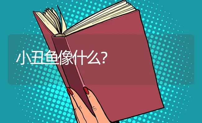 小丑鱼像什么？ | 鱼类宠物饲养