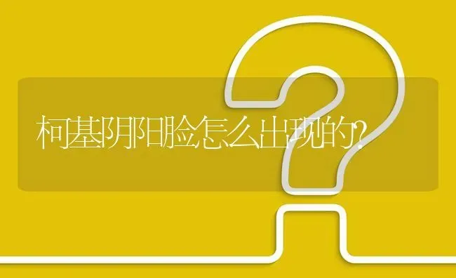 柯基阴阳脸怎么出现的？ | 动物养殖问答