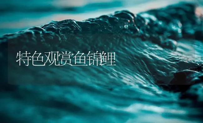 特色观赏鱼锦鲤 | 海水养殖技术