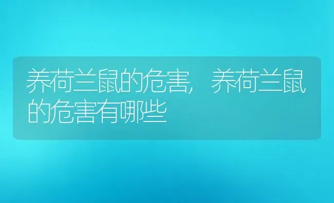 养荷兰鼠的危害,养荷兰鼠的危害有哪些 | 宠物百科知识