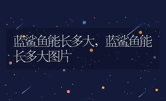 蓝鲨鱼能长多大,蓝鲨鱼能长多大图片 | 宠物百科知识