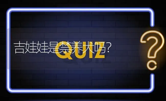 吉娃娃是禁养犬吗？ | 动物养殖问答