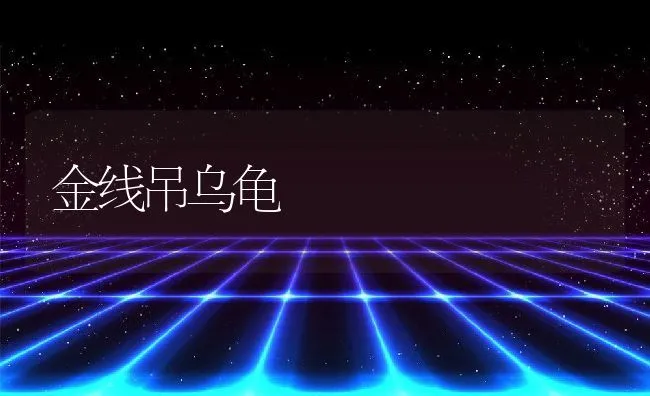 金线吊乌龟 | 水产养殖知识