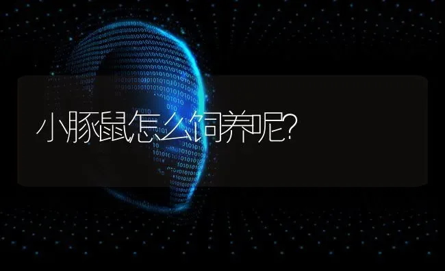 小豚鼠怎么饲养呢？ | 动物养殖问答