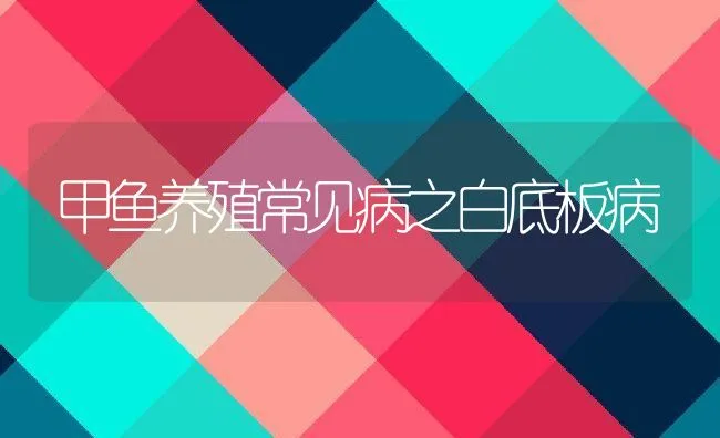 甲鱼养殖常见病之白底板病 | 动物养殖学堂