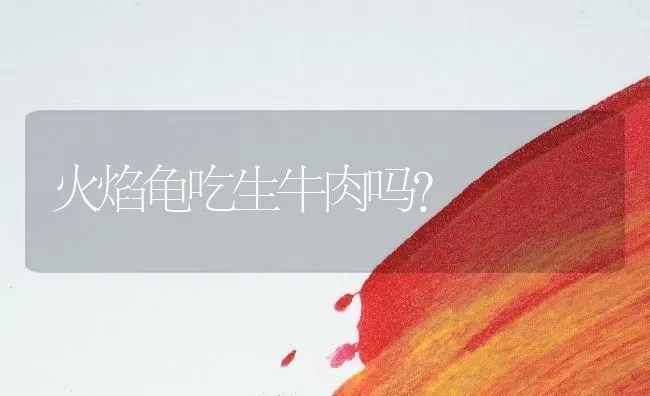 火焰龟吃生牛肉吗？ | 动物养殖问答