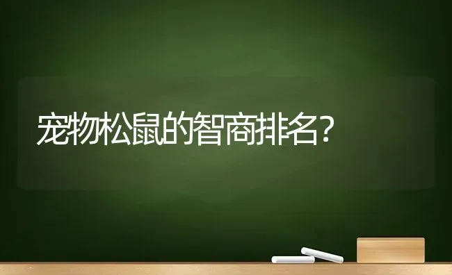 宠物松鼠的智商排名？ | 动物养殖问答