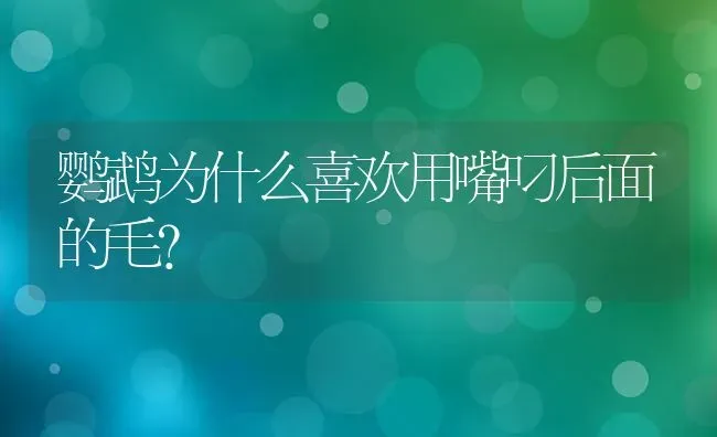 鹦鹉为什么喜欢用嘴叼后面的毛？ | 动物养殖问答