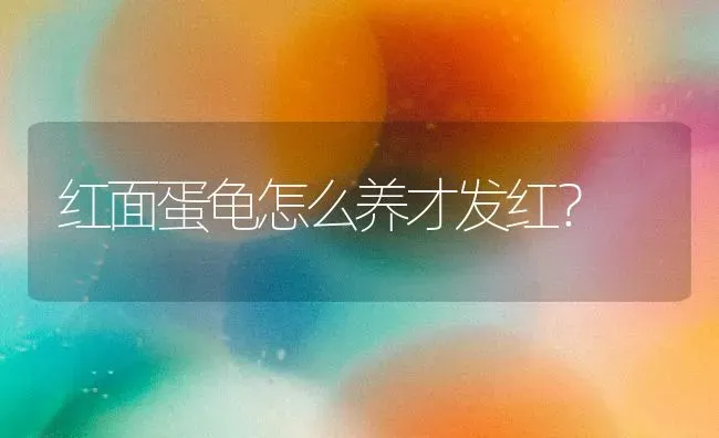 红面蛋龟怎么养才发红？ | 动物养殖问答